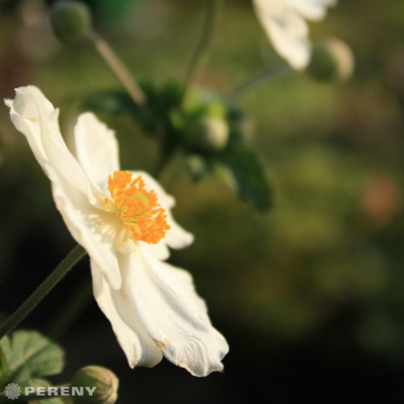 Anemone hybrida ‘Andrea Atkinson‘ - K9