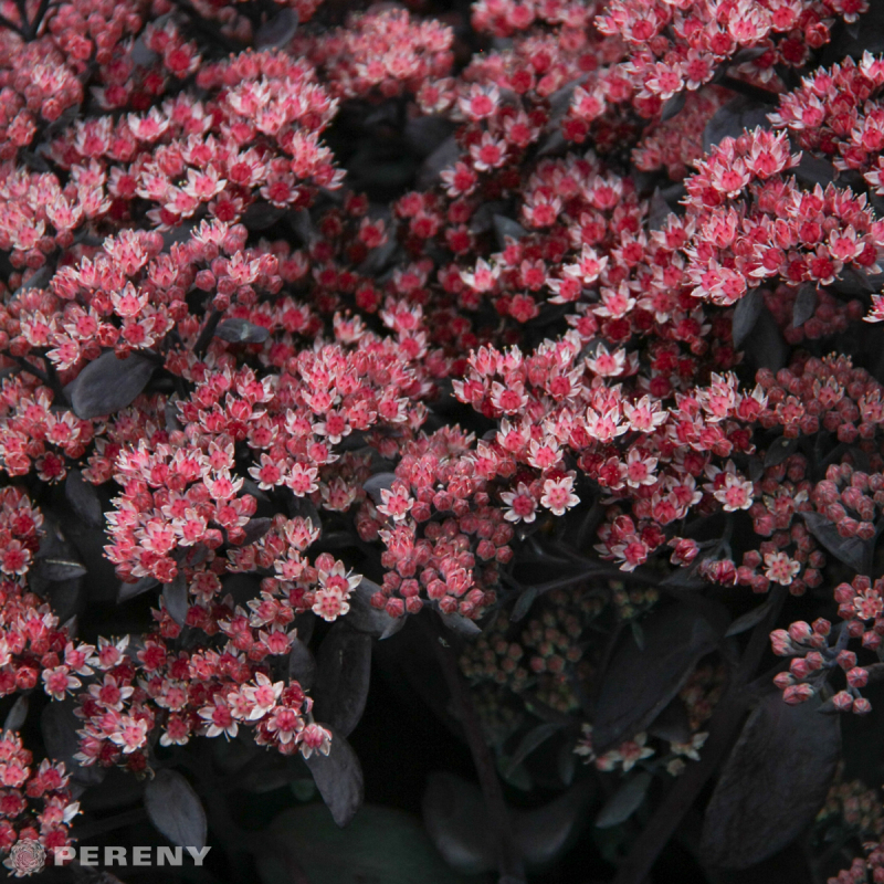 Sedum ‘Karlfunkelstein‘ - K2l