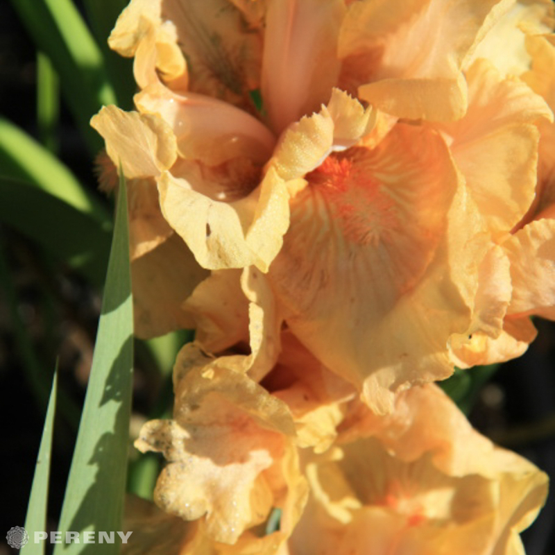 Iris barbata - elatior ‘Apricot Silk‘ - K11