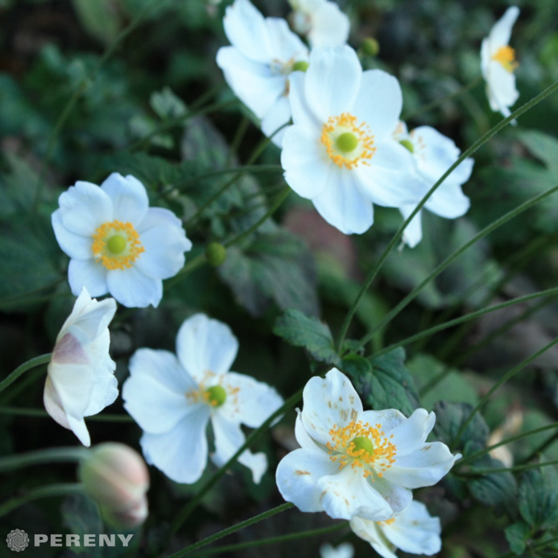 Anemone japonica ‘Honorine Jobert‘ - K2l