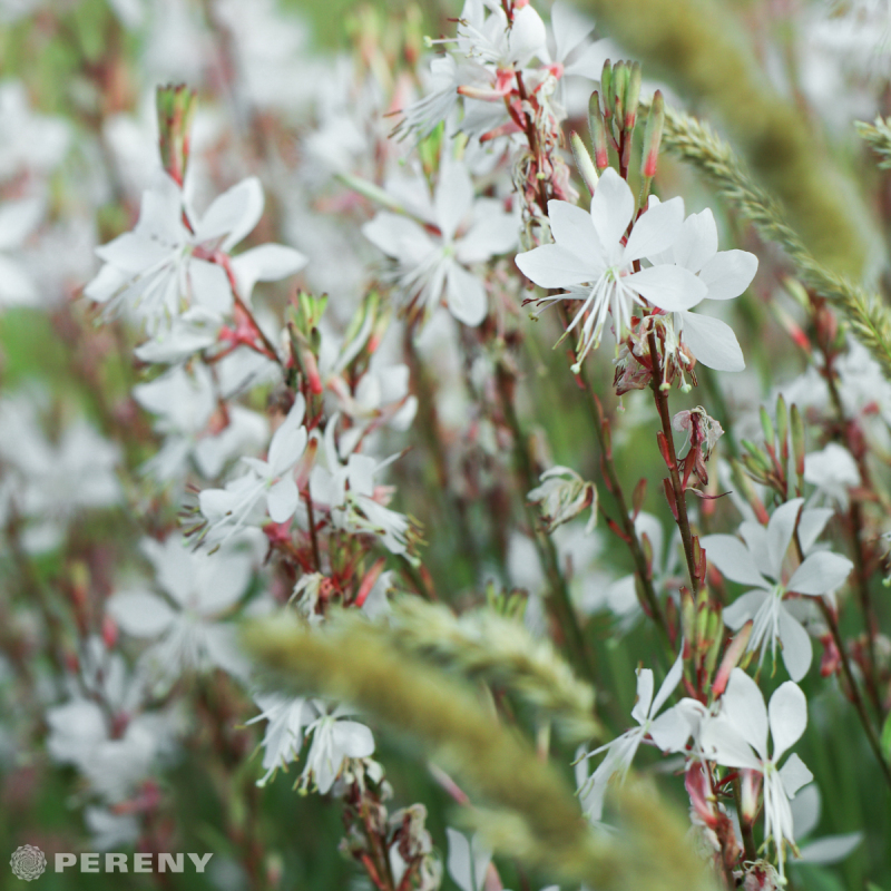 Gaura lindheimeri (Oenothera) - K9