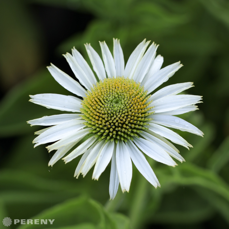 Echinacea purpurea ‘Prairie Splendor Comp. White‘-C13