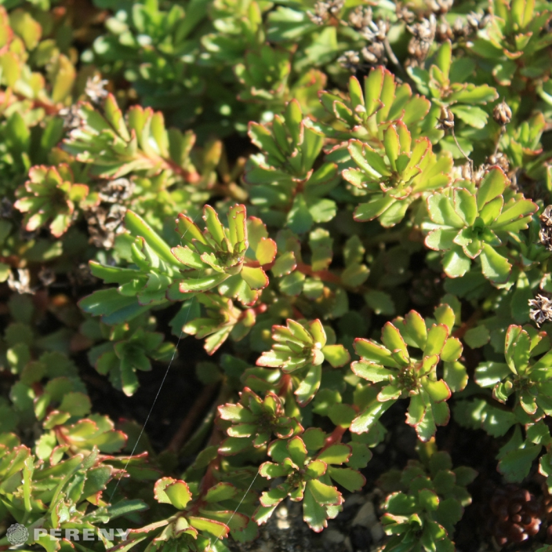 Sedum floriferum ‘Golden Yellow‘ - K9