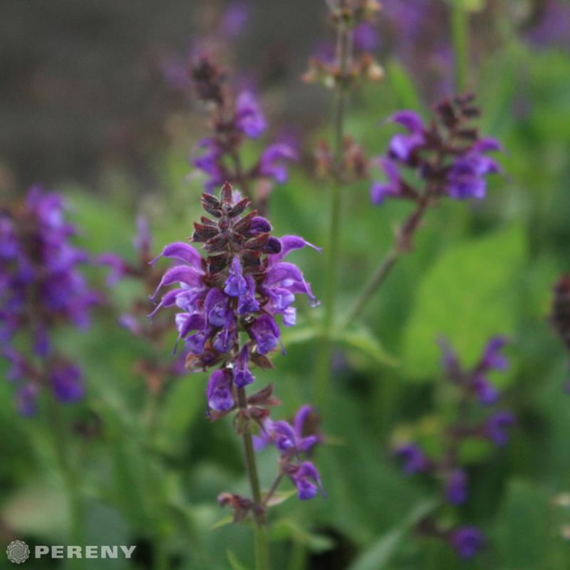 Salvia nemorosa (superba) ‘Mainacht‘ - K9