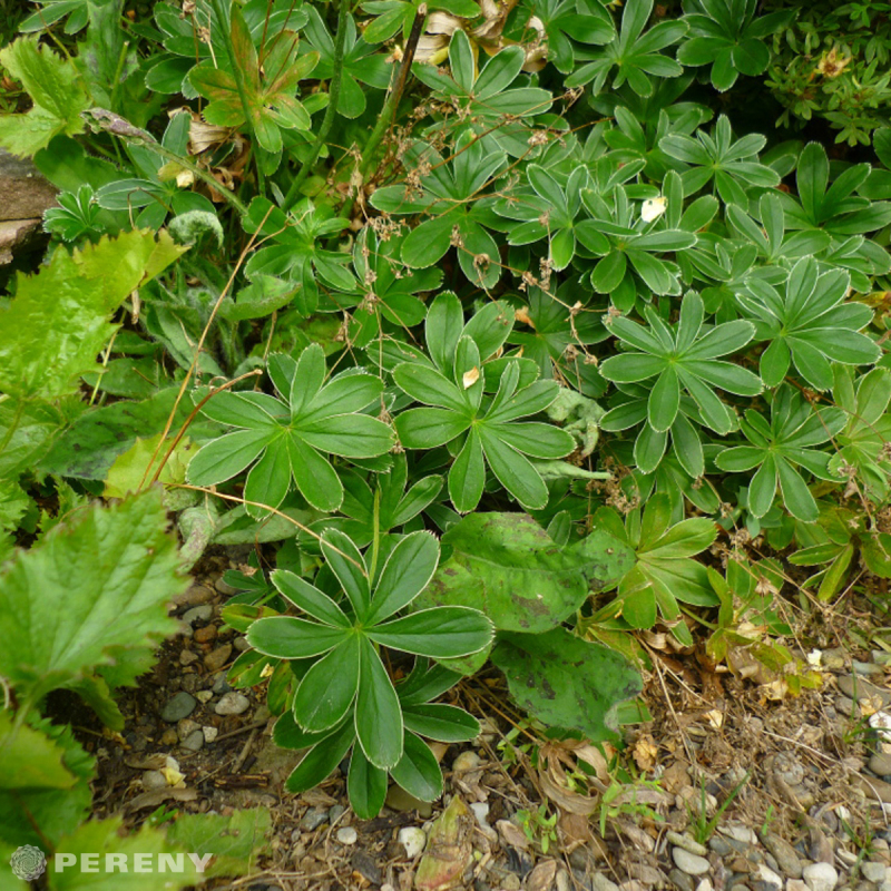 Alchemilla conjucta - K9