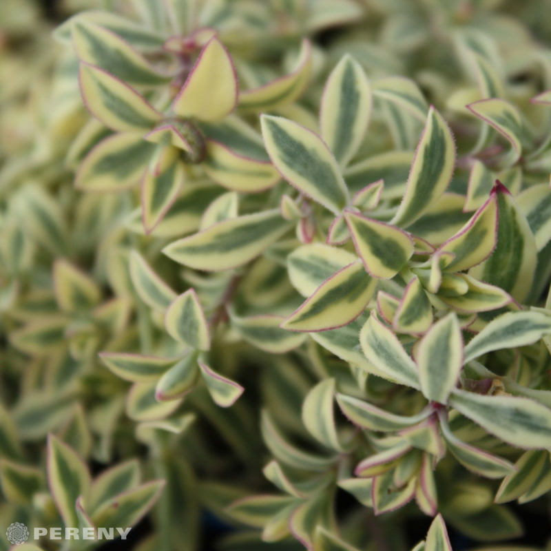 Silene uniflora ‘Drutt‘s Variegated‘ - K9