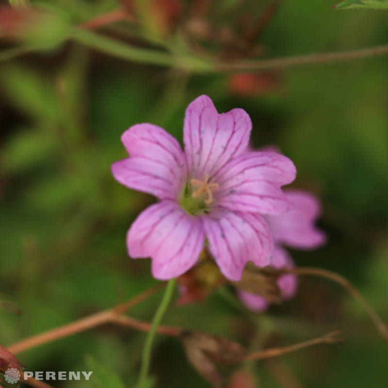 Geranium x oxonianum ‘Lady Moore‘ - K9