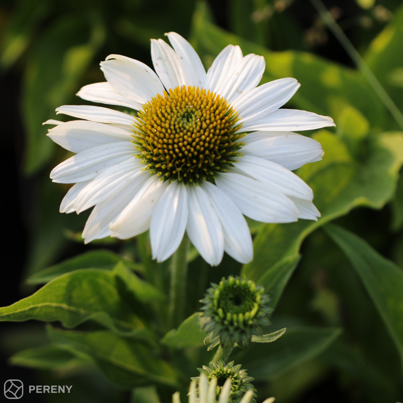 Echinacea ‘Purity‘ - K11