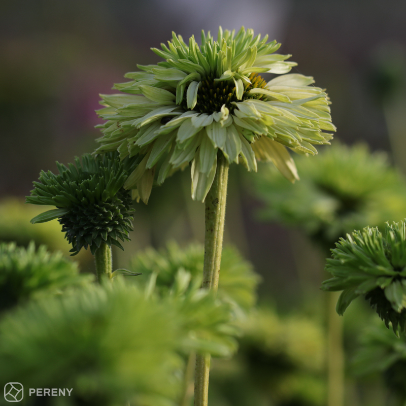 Echinacea ‘SunSeekers Apple Green‘® - K11