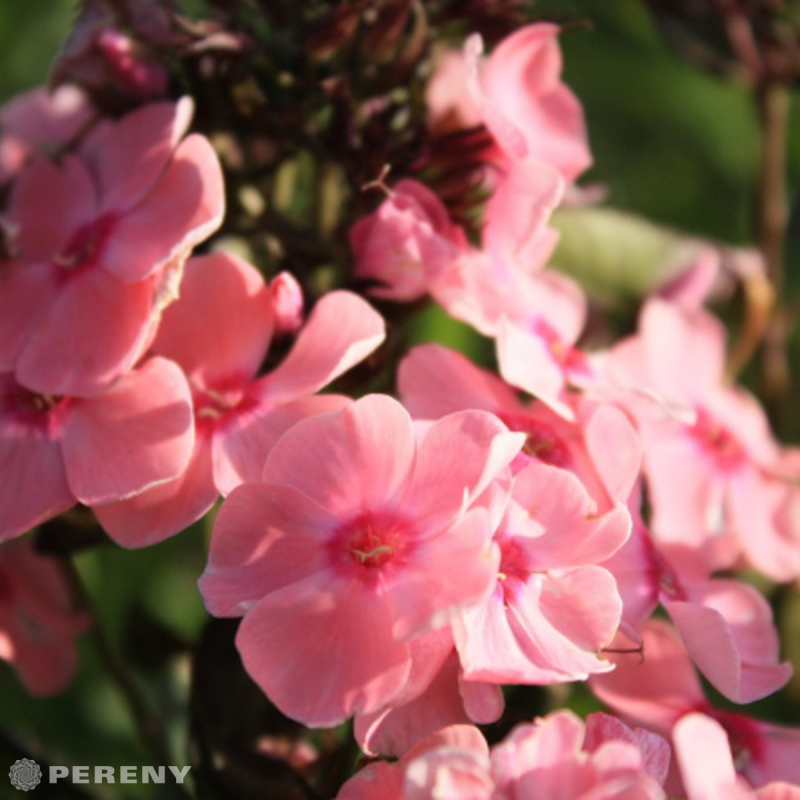 Phlox paniculata Sweet Summer® ‘Orange Rose‘- K9