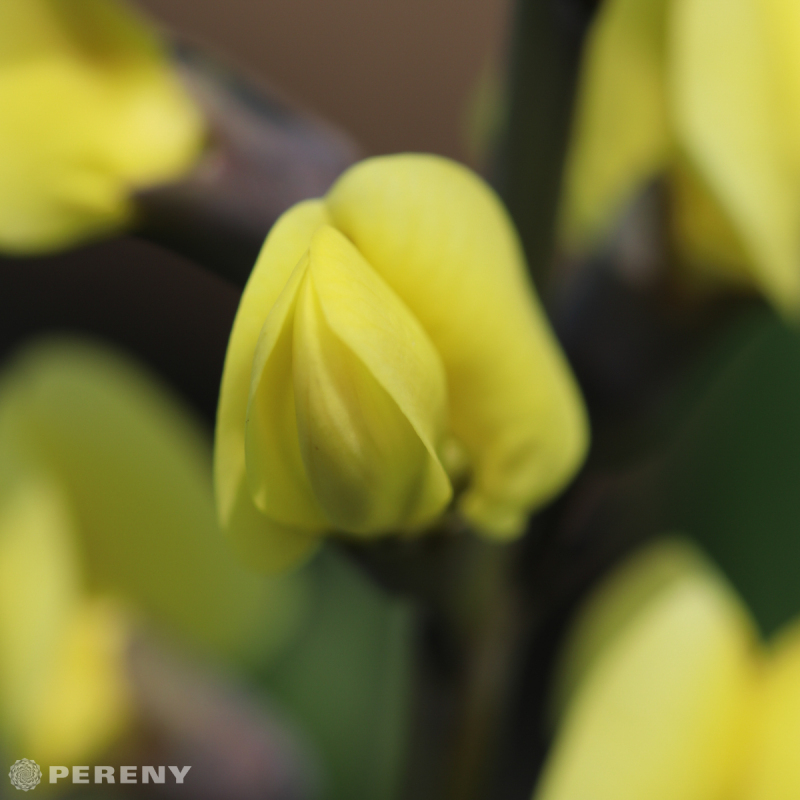 Baptisia ‘Lemon Meringue‘ - K2l