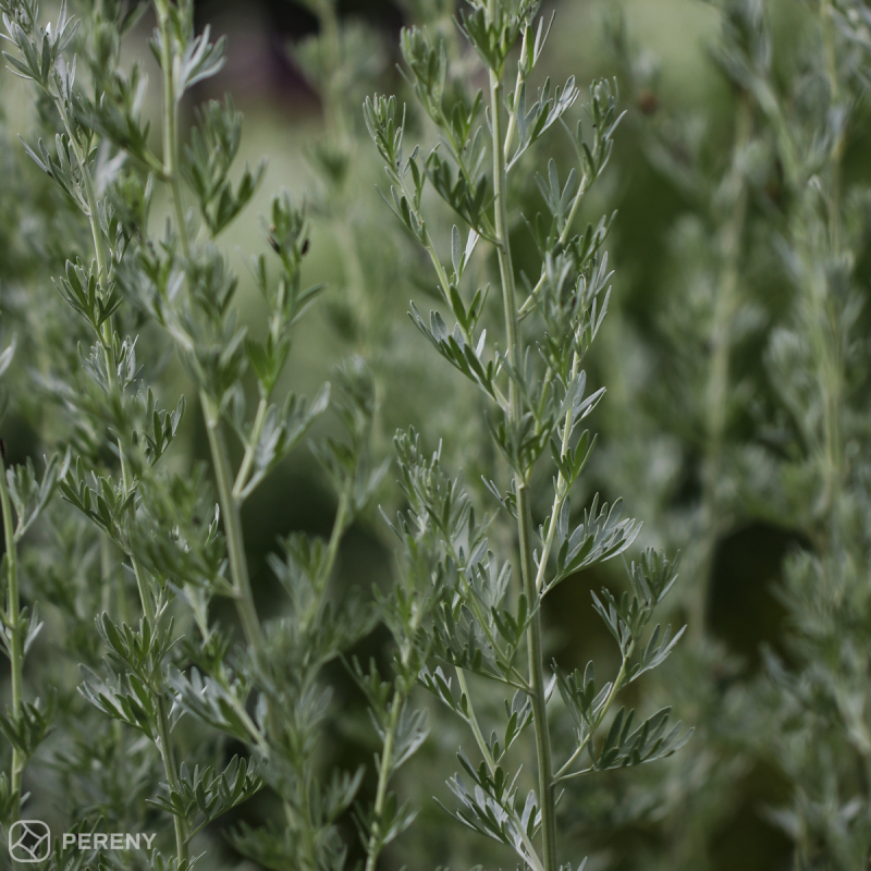 Artemisia absinthium - K9