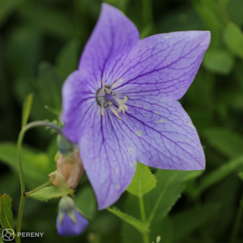 Platycodon grandiflorus ‘Mariesii‘- K9