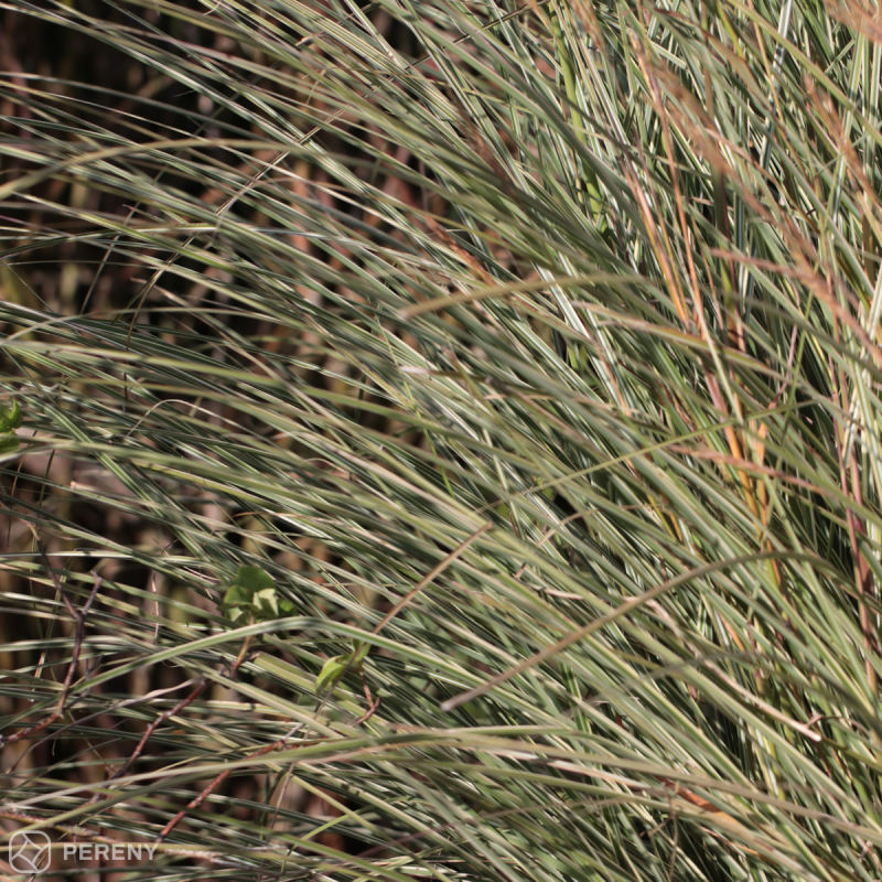 Miscanthus sinensis ‘Morning Light‘ - K11