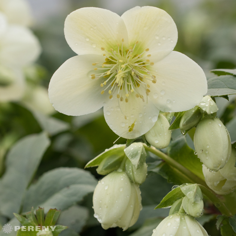 Helleborus x nigercors ‘HGC Ice Breaker Max‘® -K2l