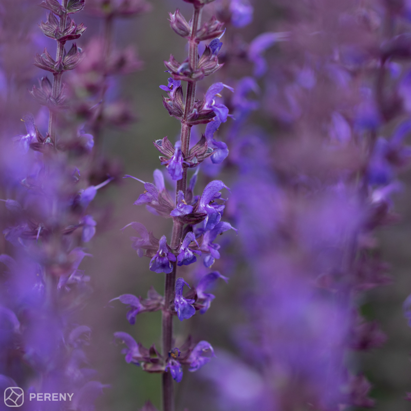Salvia nemorosa (superba) ‘Violettkönigin‘ - K9
