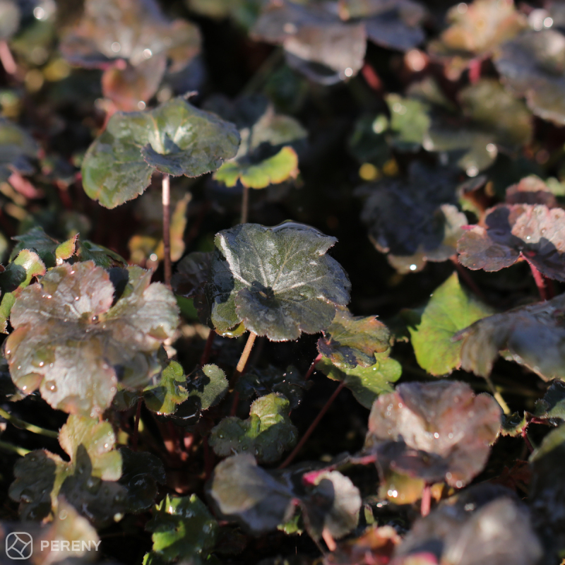Heuchera ‘Rockies Black‘ - K11