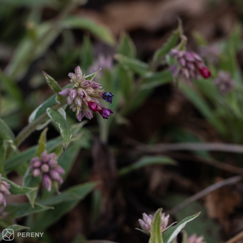 Pulmonaria ‘Raspberry Frost‘ - K9