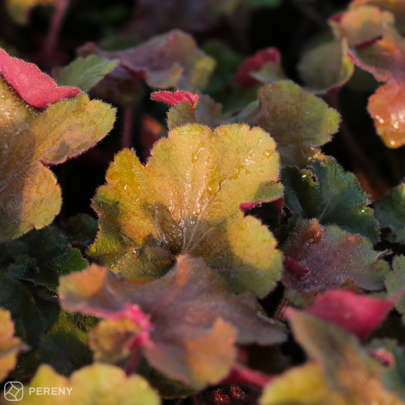 Heuchera ‘Rex Dark Amber‘ - K11