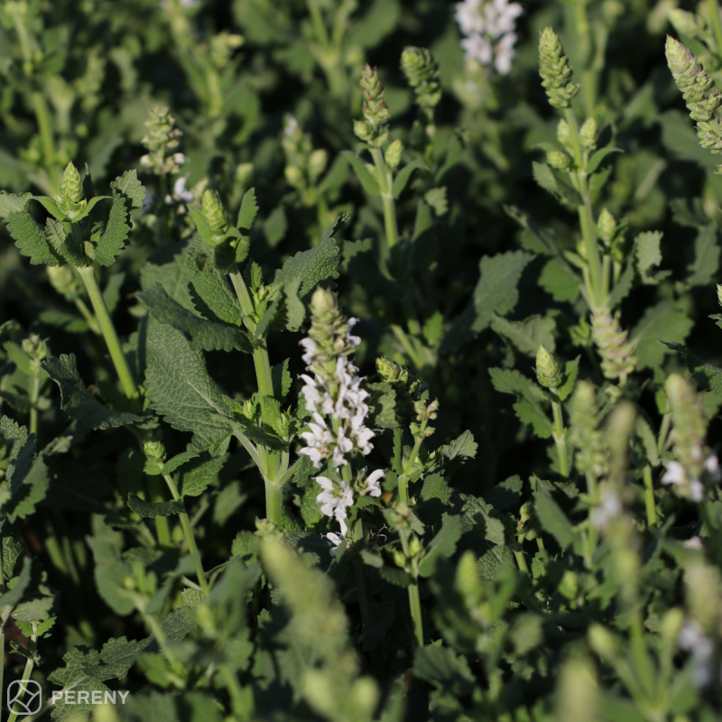 Salvia nemorosa (superba) ‘Salute White‘® - K11