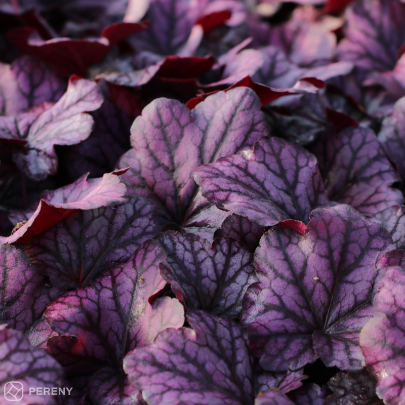 Heuchera ‘Wild Rose‘ - K11