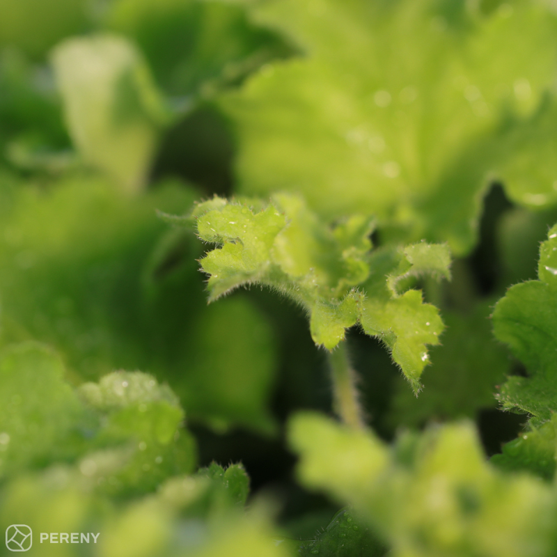Heuchera ‘Rex Lime‘ - K11
