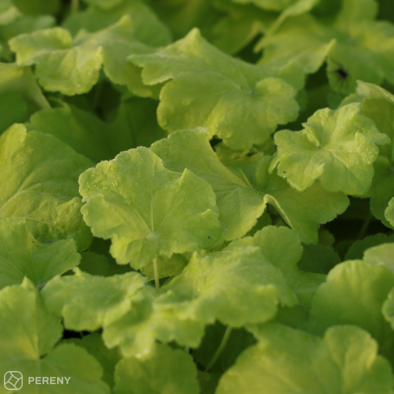 Heuchera ‘Citronelle‘ - K2l