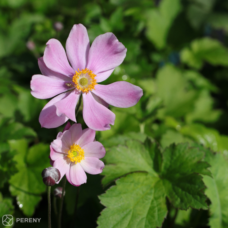 Anemone tomentosa ‘Serenade‘ - K9