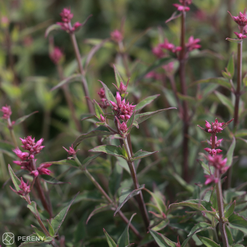 Agastache ‘Rosie Posie‘ - K3l