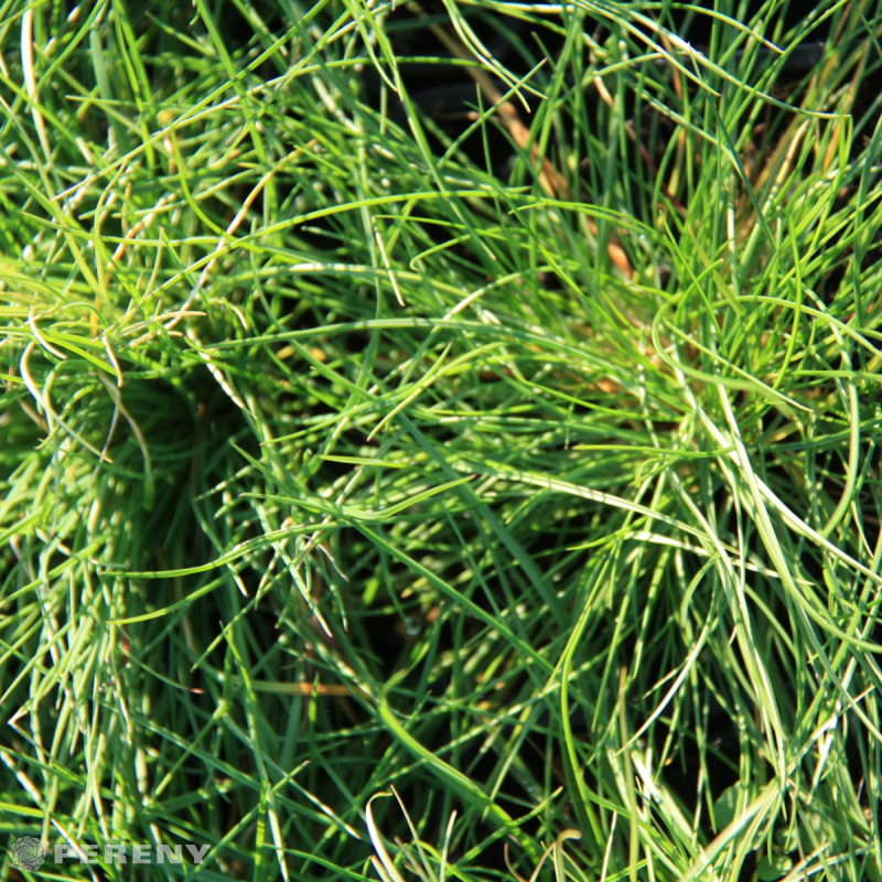 Festuca ovina - K9