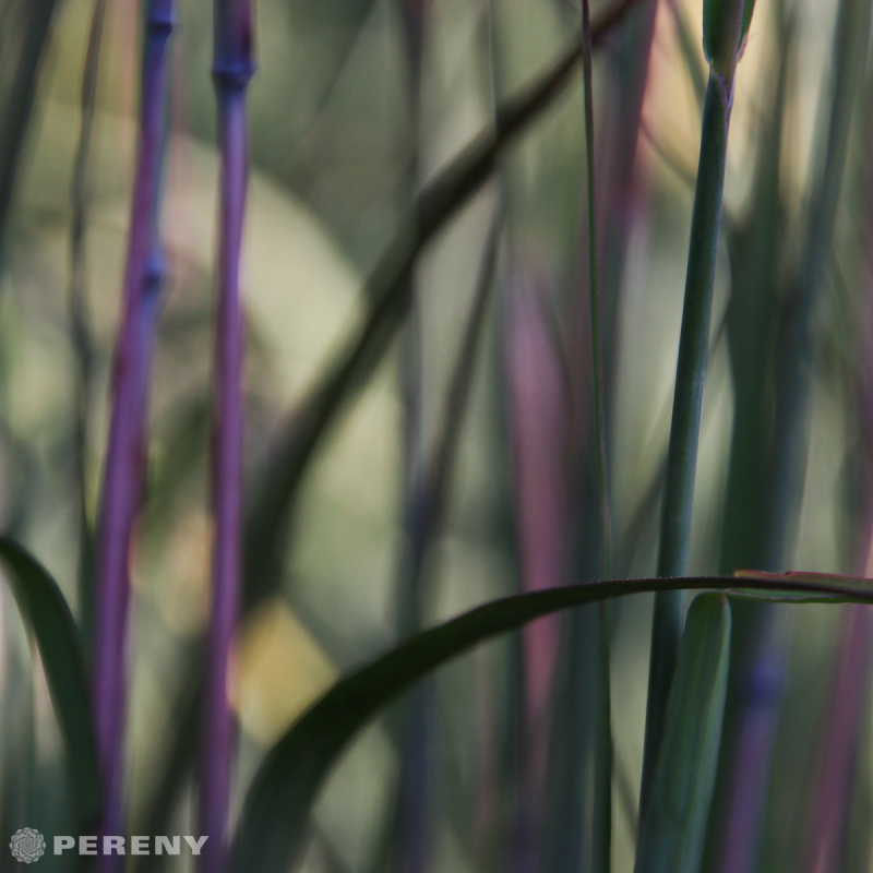 Andropogon gerardii ‘Red October‘ - K11