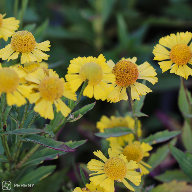 Helenium Mariachi™ ‘Sombrero‘ - K11