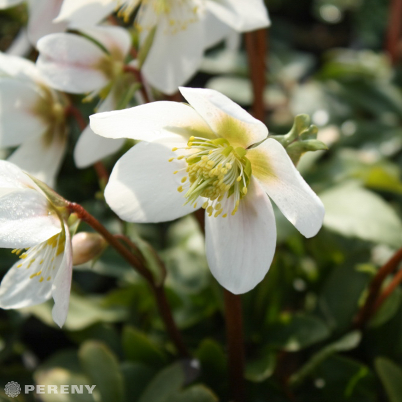 Helleborus niger ‘Christmas Carol‘- K9