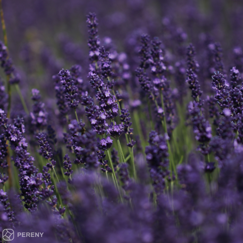 Lavandula angustifolia ‘Hidcote Blue Strain‘ - K13