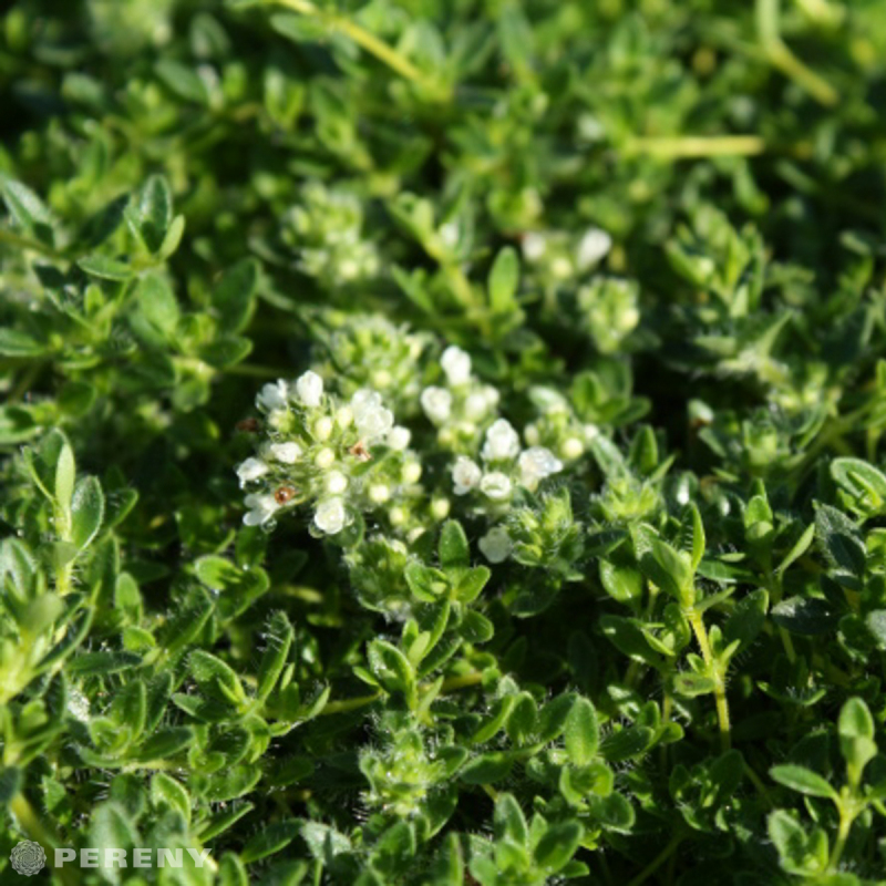 Thymus praecox ‘Wirral White‘ - K9