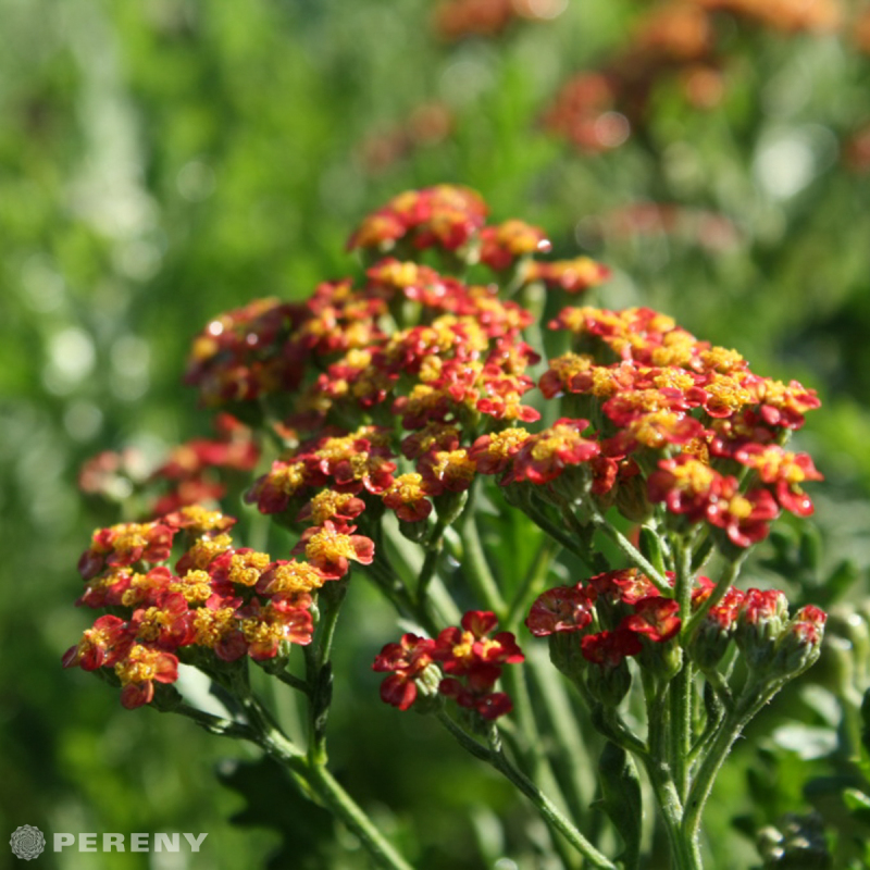 Achillea millefolium ‘Feuerland‘ - K9