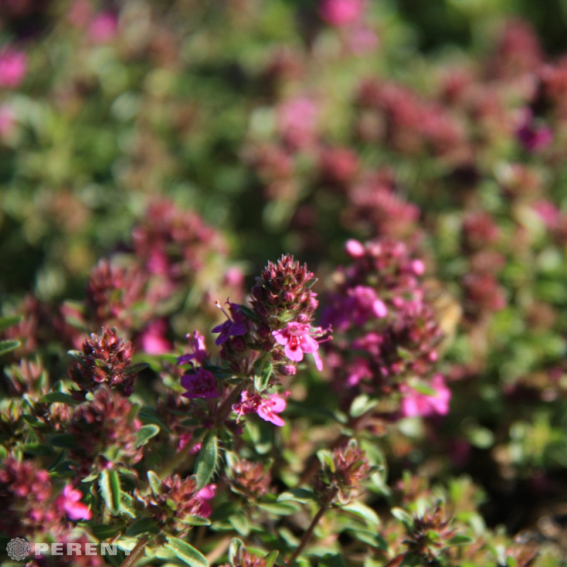Thymus praecox ‘Purple Beauty‘- K9