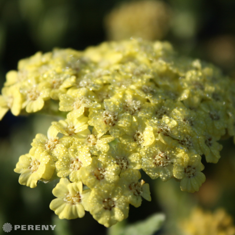 Achillea mill. ‘Desert Eve Light Yellow‘ - C13