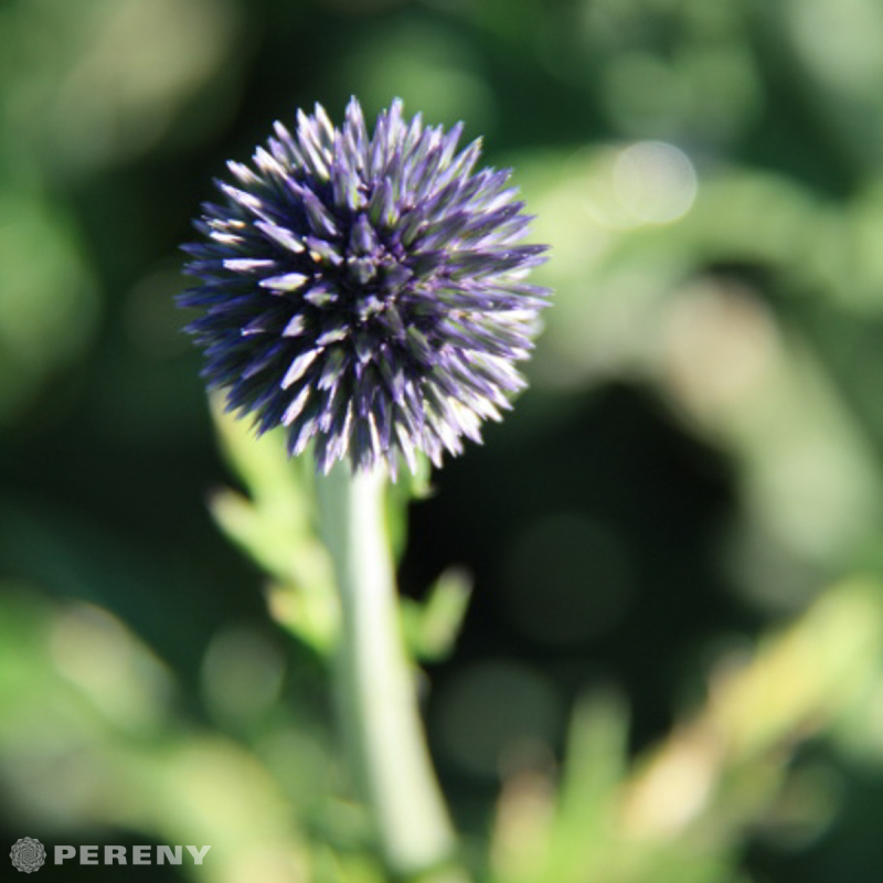 Echinops ritro ‘Veitch‘s Blue‘ - K11