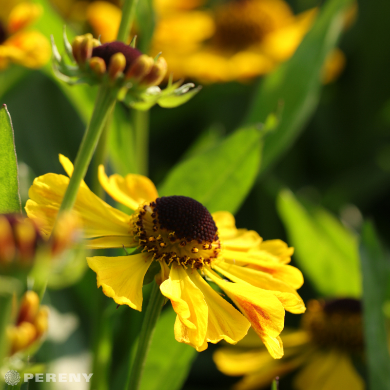 Helenium ‘El Dorado‘ - K9
