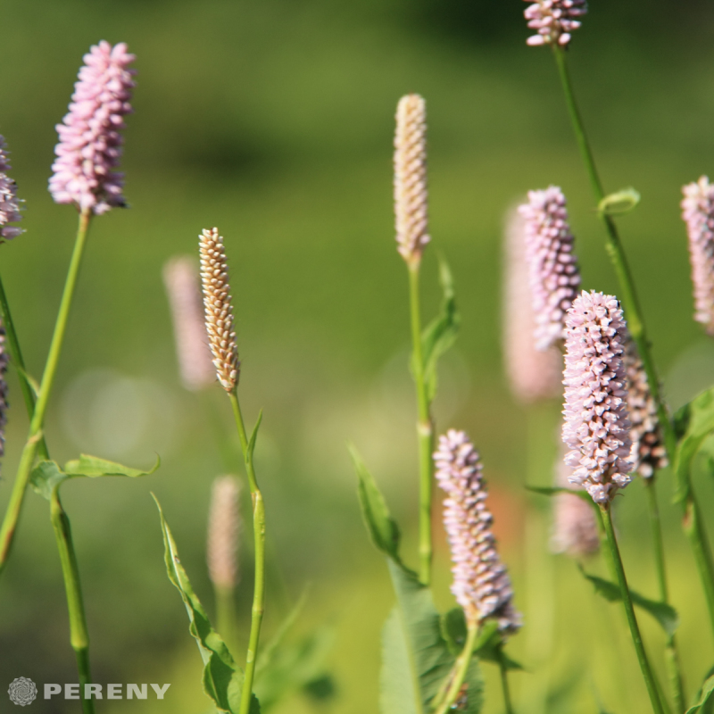 Persicaria officinalis ‘Superba‘ - K9