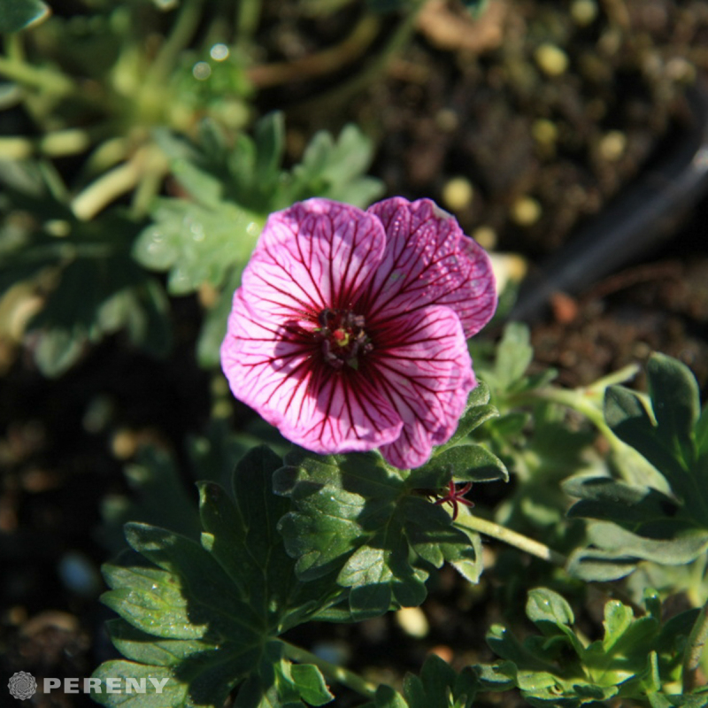Geranium cinereum ‘Laurence Flatman‘ - K9