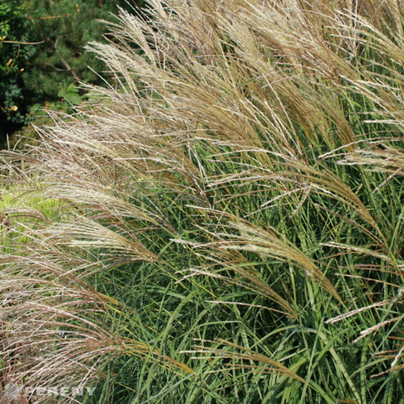 Miscanthus sinensis ‘Adagio‘ - K11