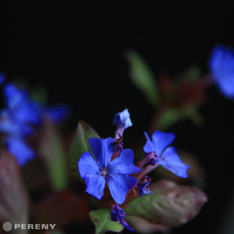 Ceratostigma plumbaginoides - K9