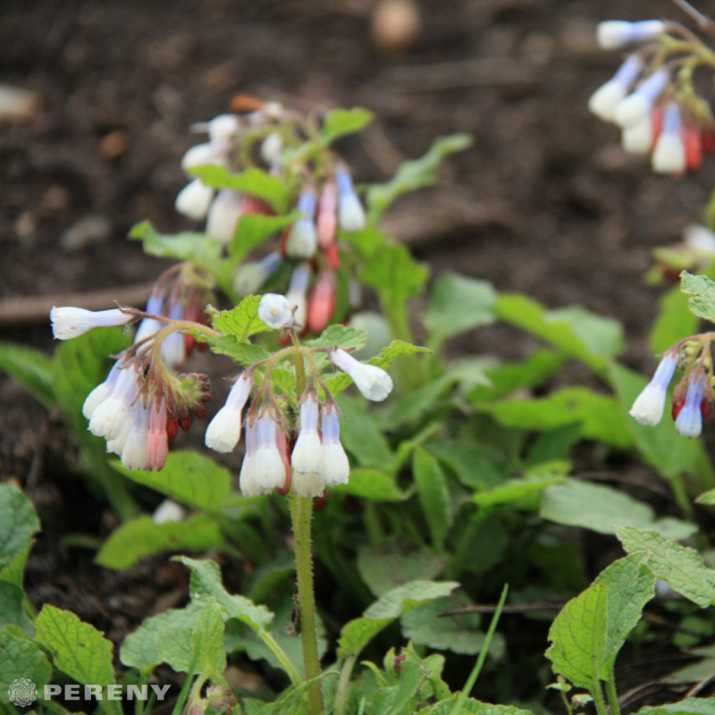 Symphytum grandiflorum ‘Hidcote Blue‘- K9
