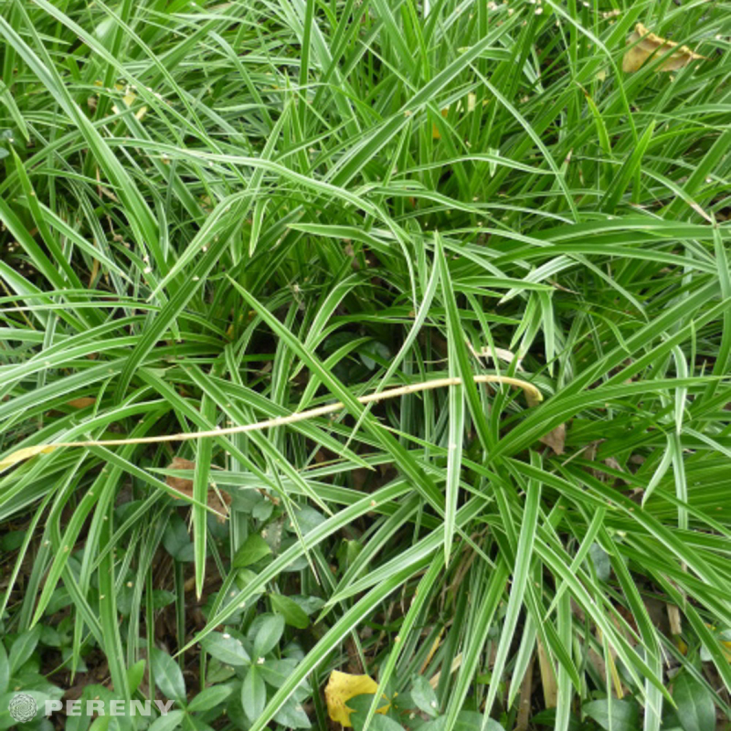 Carex morowii ‘Variegata‘ - K9