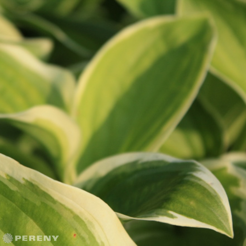 Hosta ‘Diana Remembered‘ - K11