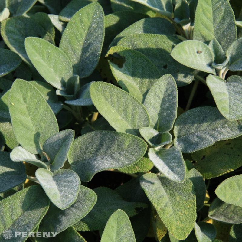 Salvia officinalis ‘Berggarten‘ - K9