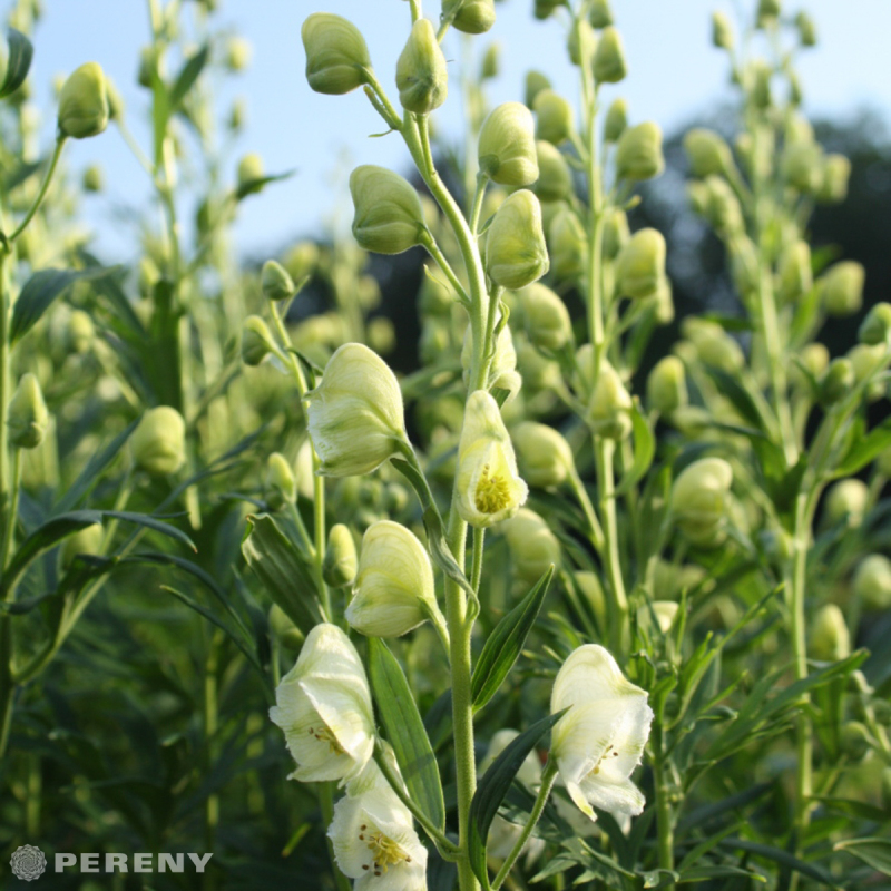 Aconitum napellus  ‘Album‘ - K9