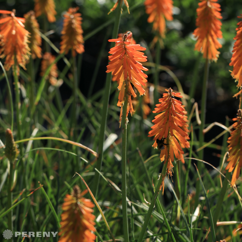 Kniphofia ‘Mango Popsicle®‘ - K11